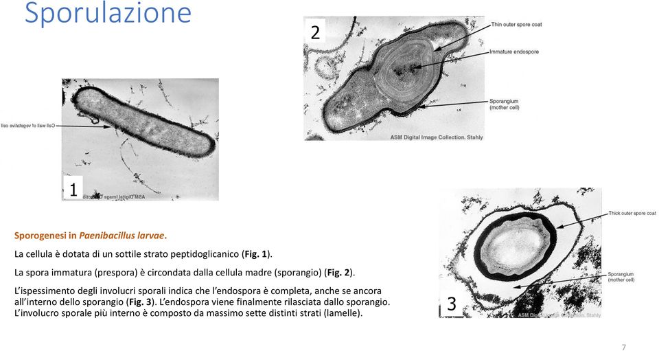 L ispessimento degli involucri sporali indica che l endospora è completa, anche se ancora all interno dello sporangio