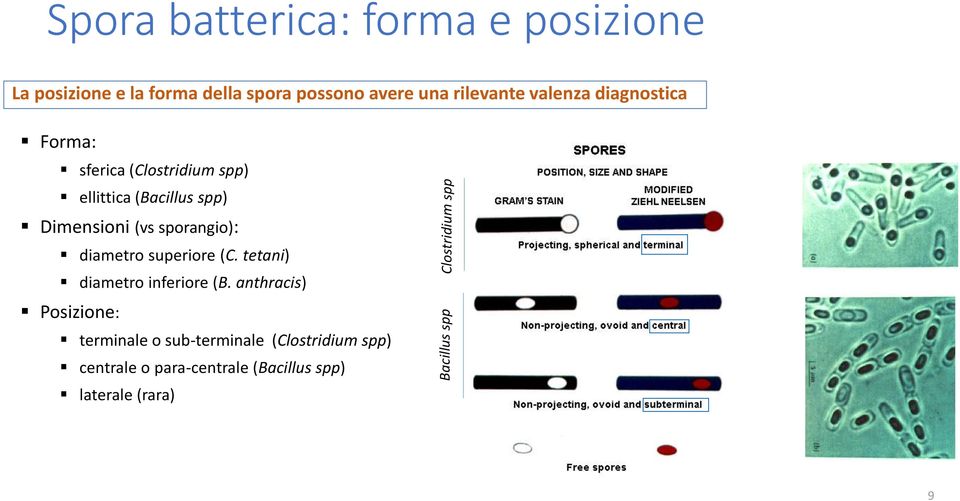 spp) Dimensioni (vs sporangio): diametro superiore (C. tetani) diametro inferiore (B.