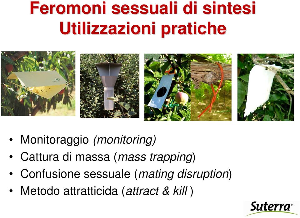 massa (mass trapping) Confusione sessuale