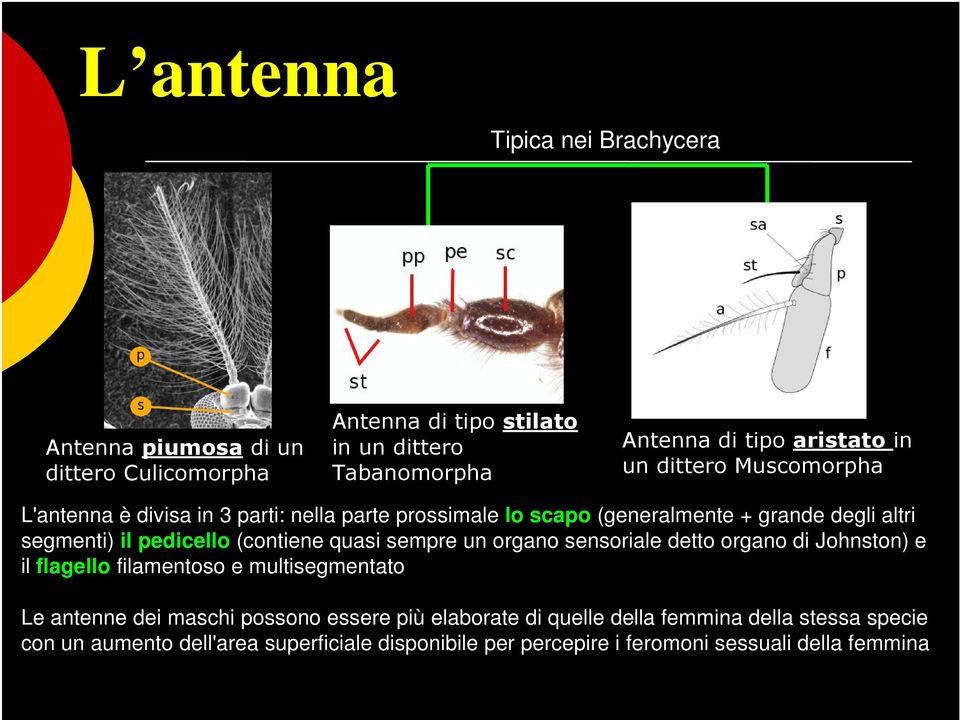 (contiene quasi sempre un organo sensoriale detto organo di Johnston) e il flagello filamentoso e multisegmentato Le antenne dei maschi possono essere