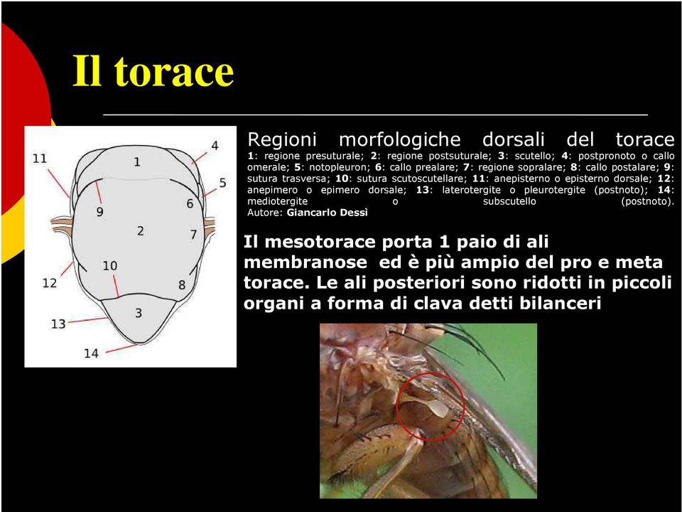 dorsale; 12: anepimero o epimero dorsale; 13: laterotergite o pleurotergite (postnoto); 14: mediotergite o subscutello (postnoto).