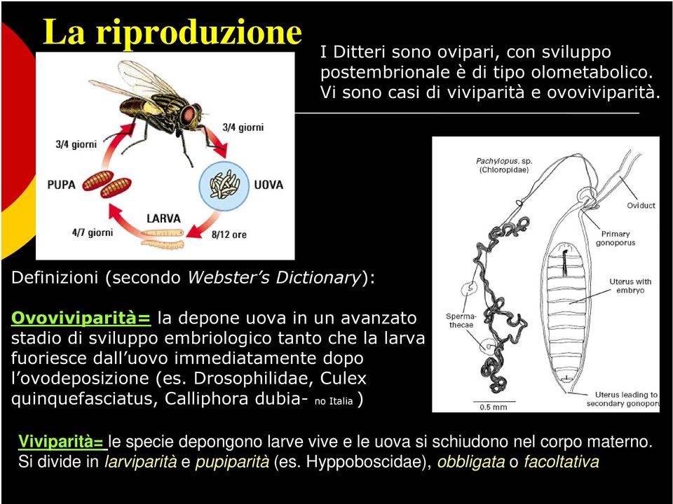 fuoriesce dall uovo immediatamente dopo l ovodeposizione (es.