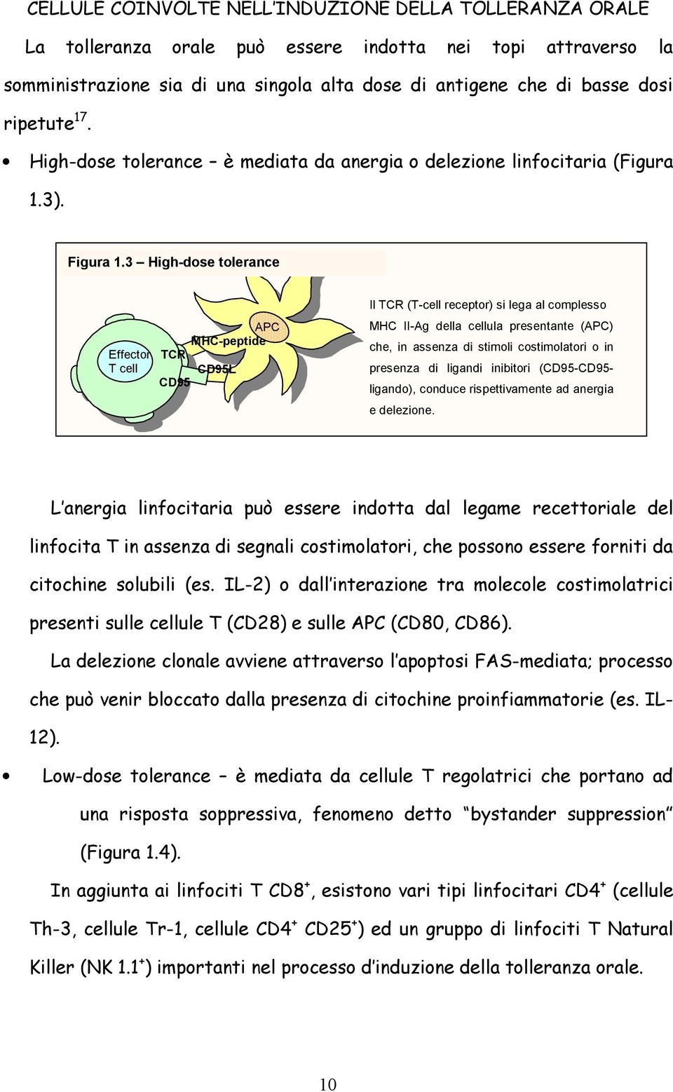 3 High-dose tolerance APC MHC-peptide Effector TCR T cell CD95L CD95 Il TCR (T-cell receptor) si lega al complesso MHC II-Ag della cellula presentante (APC) che, in assenza di stimoli costimolatori o