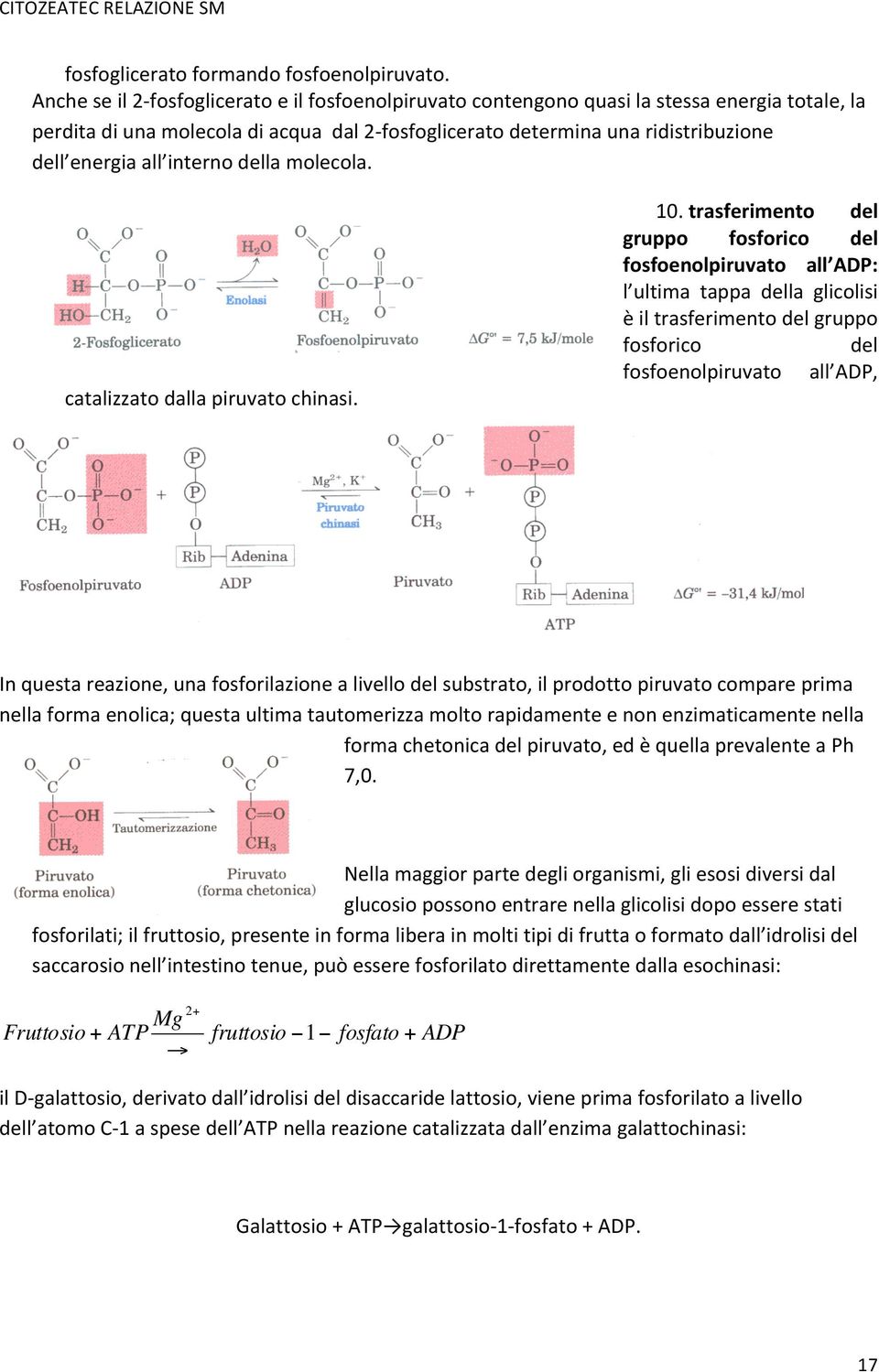 all interno della molecola. catalizzato dalla piruvato chinasi. 10.