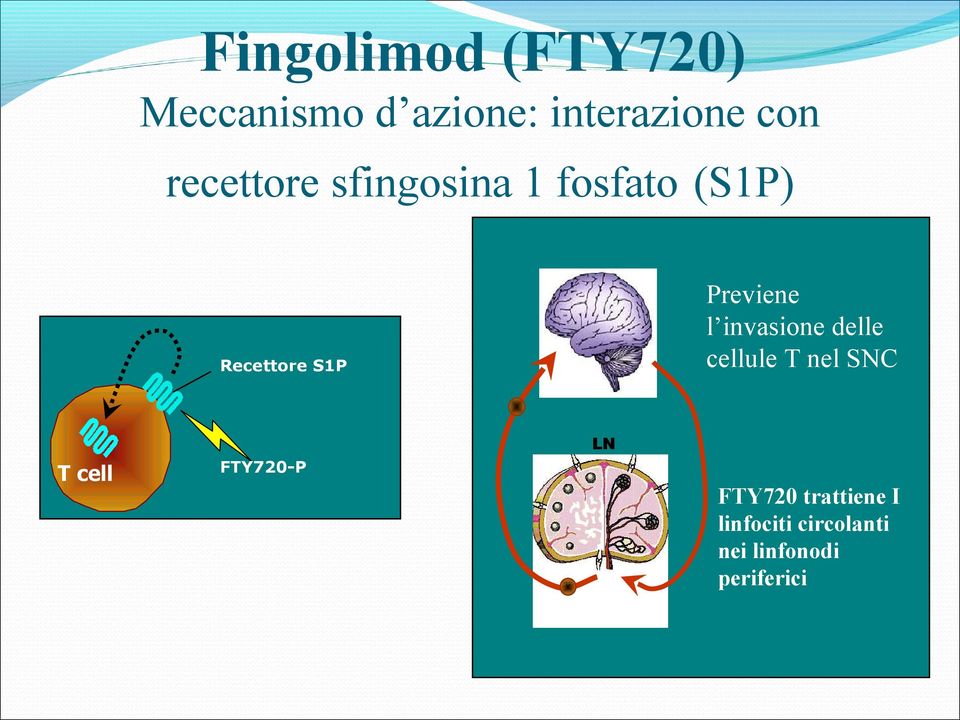 delle cellule T nel SNC Recettore S1P LN T cell FTY720-P