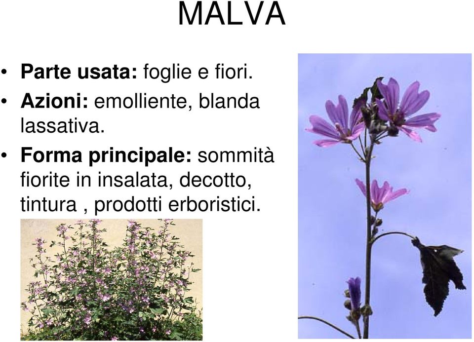 Forma principale: sommità fiorite in