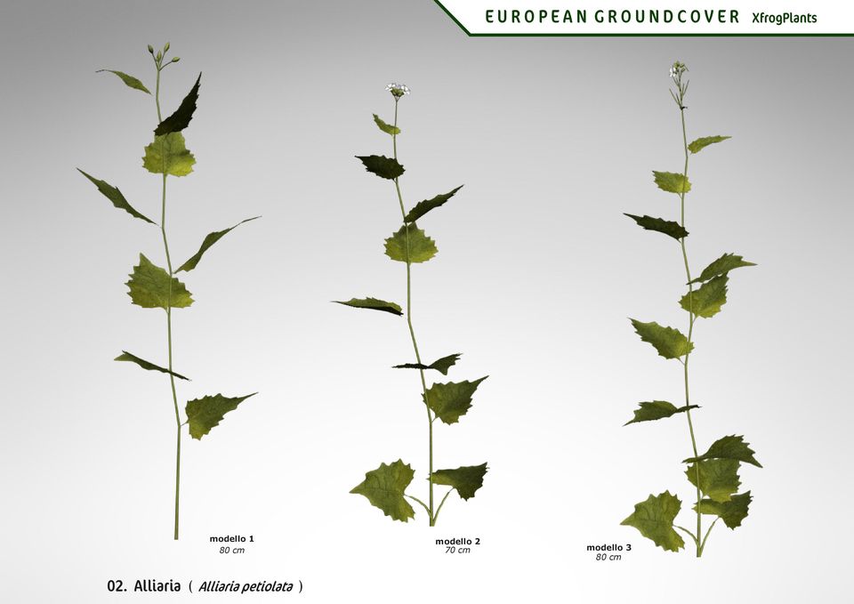 cm 70 cm modello 3 80 cm 02.