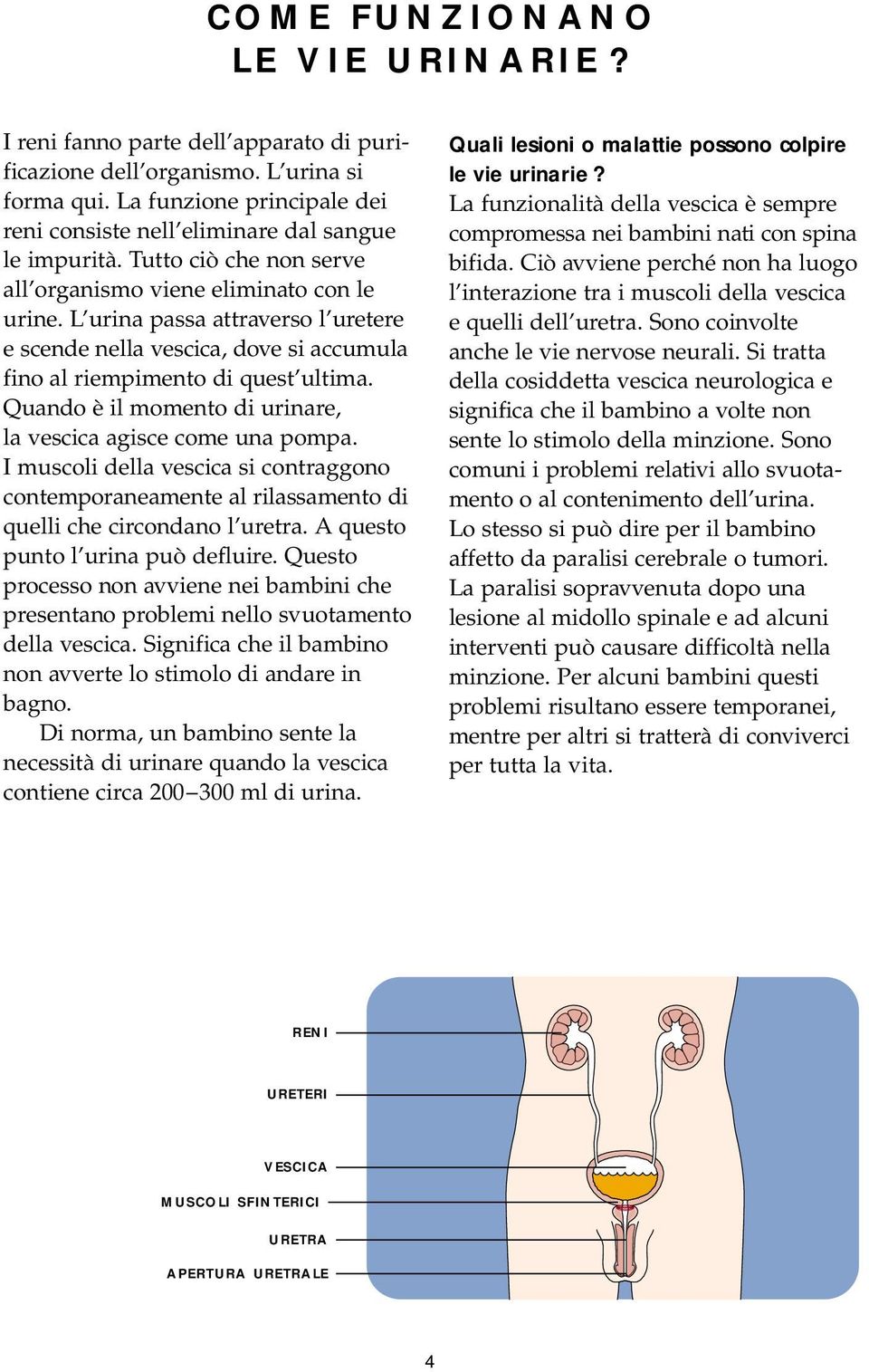 Quando è il momento di urinare, la vescica agisce come una pompa. I muscoli della vescica si contraggono contemporaneamente al rilassamento di quelli che circondano l uretra.