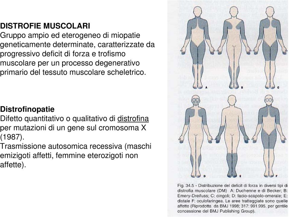 muscolare scheletrico.