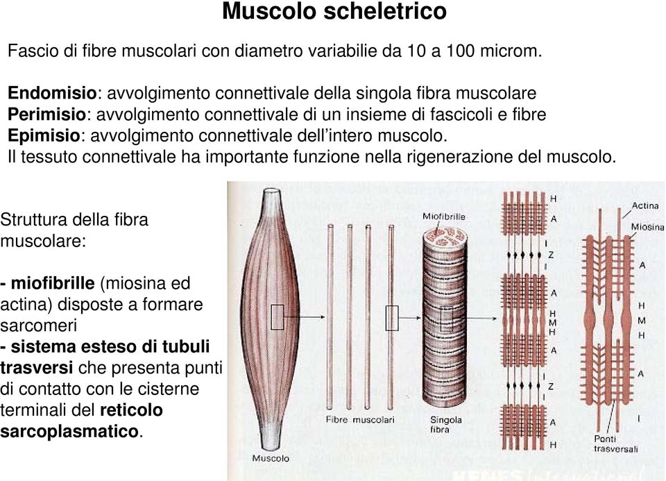 Epimisio: avvolgimento connettivale dell intero muscolo. Il tessuto connettivale ha importante funzione nella rigenerazione del muscolo.