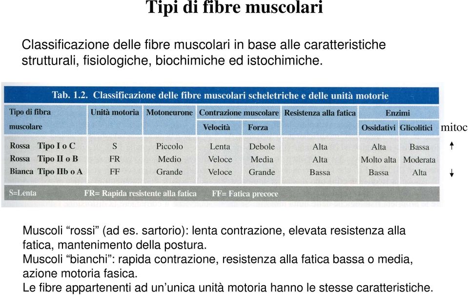 sartorio): lenta contrazione, elevata resistenza alla fatica, mantenimento della postura.