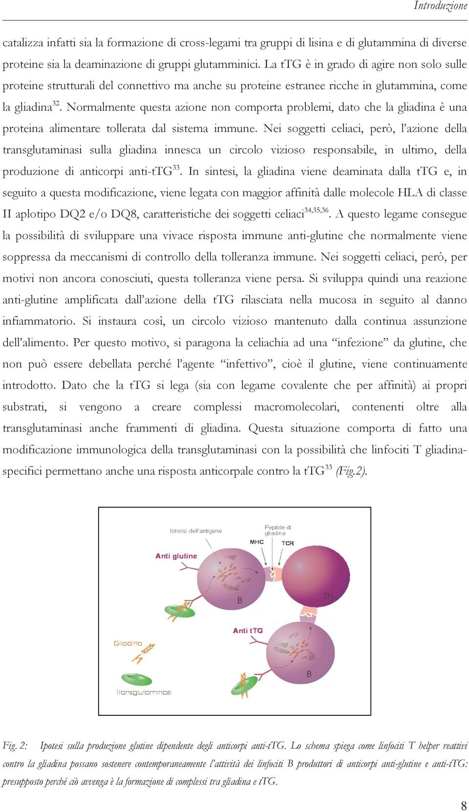 Normalmente questa azione non comporta problemi, dato che la gliadina è una proteina alimentare tollerata dal sistema immune.