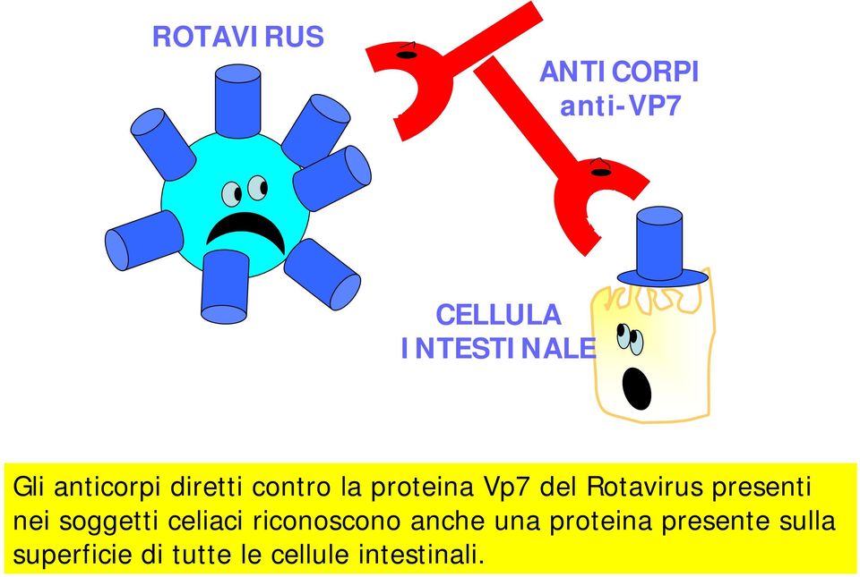 presenti nei soggetti celiaci riconoscono anche una