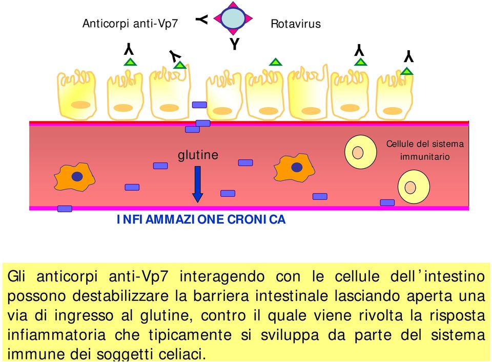 barriera intestinale lasciando aperta una via di ingresso al glutine, contro il quale viene rivolta
