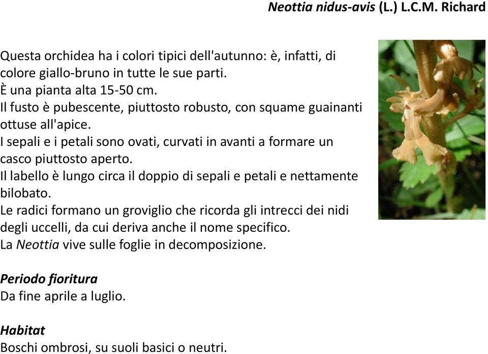 I sepali e i petali sono ovati, curvati in avanti a formare un casco piuttosto aperto. Il labello è lungo circa il doppio di sepali e petali e nettamente bilobato.