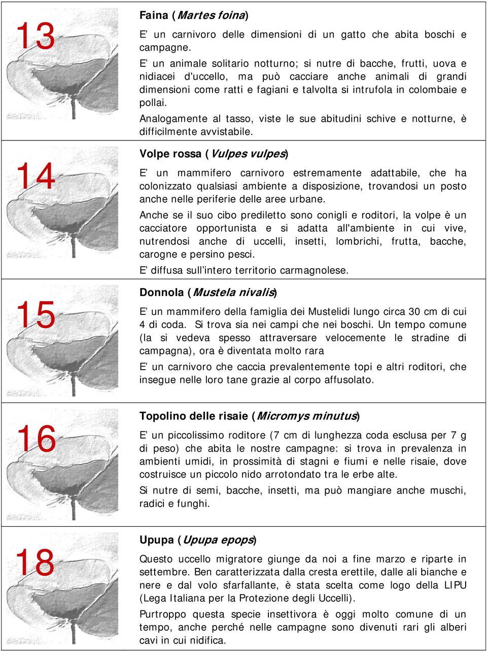 pollai. Analogamente al tasso, viste le sue abitudini schive e notturne, è difficilmente avvistabile.