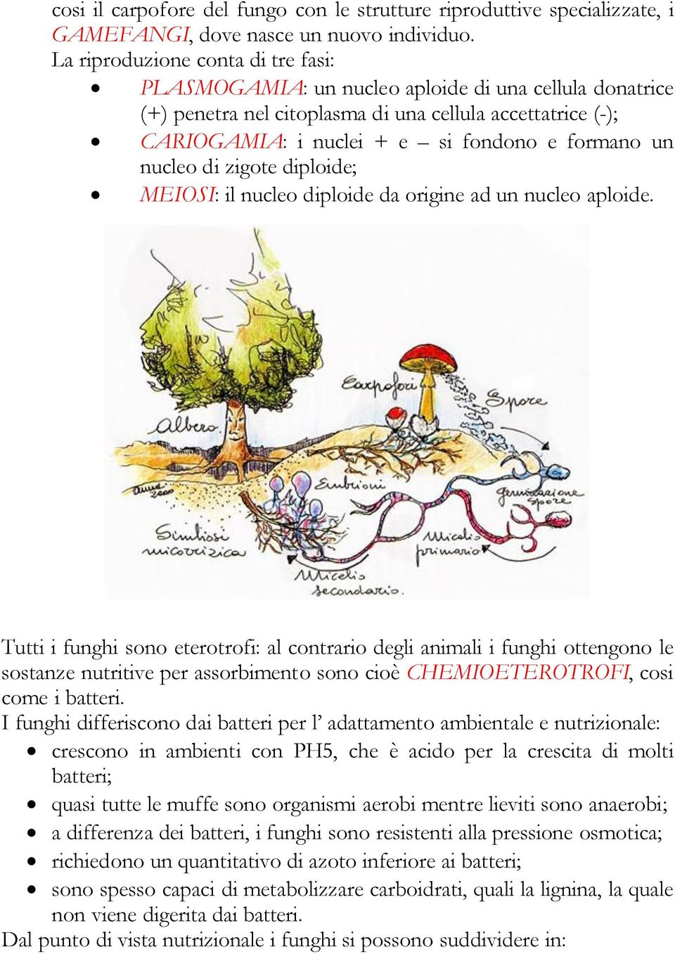 nucleo di zigote diploide; MEIOSI: il nucleo diploide da origine ad un nucleo aploide.