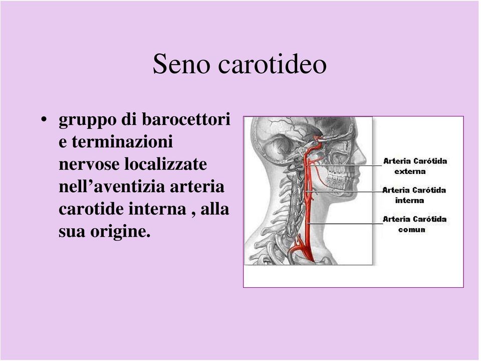 nell aventizia arteria carotide