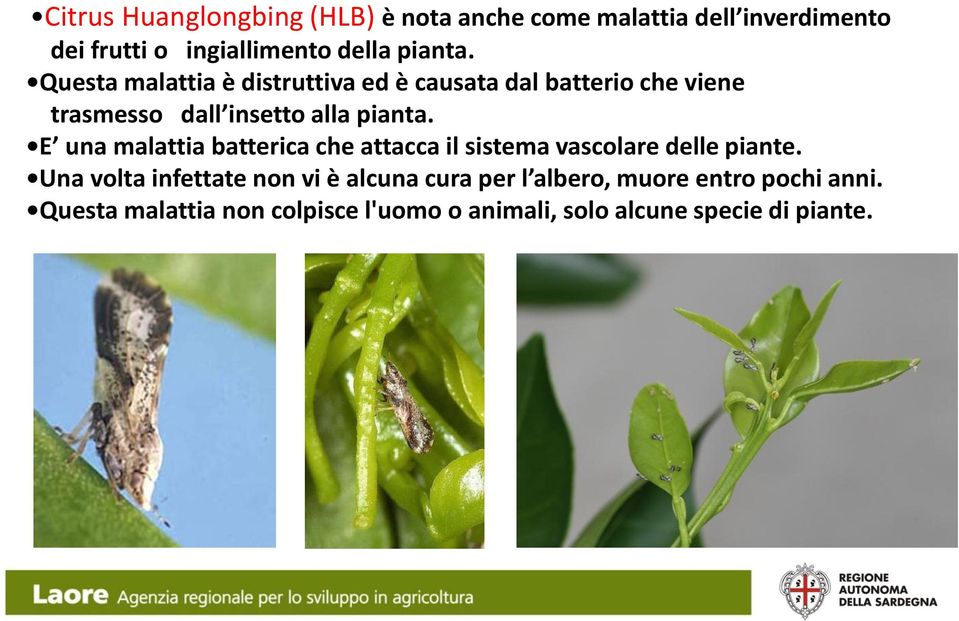 E una malattia batterica che attacca il sistema vascolare delle piante.