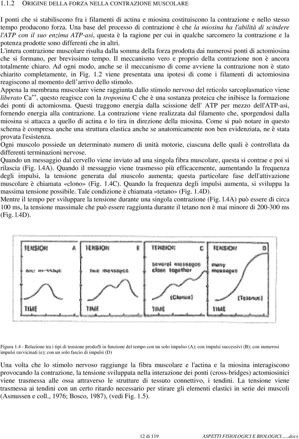 sono differenti che in altri. L'intera contrazione muscolare risulta dalla somma della forza prodotta dai numerosi ponti di actomiosina che si formano, per brevissimo tempo.