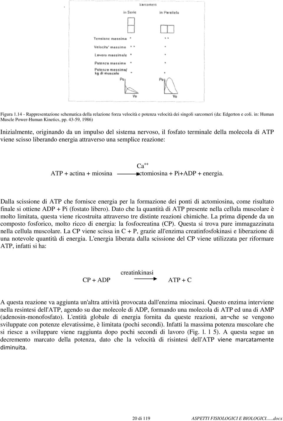 miosina Ca ++ actomiosina + Pi+ADP + energia. Dalla scissione di ATP che fornisce energia per la formazione dei ponti di actomiosina, come risultato finale si ottiene ADP + Pi (fostato libero).