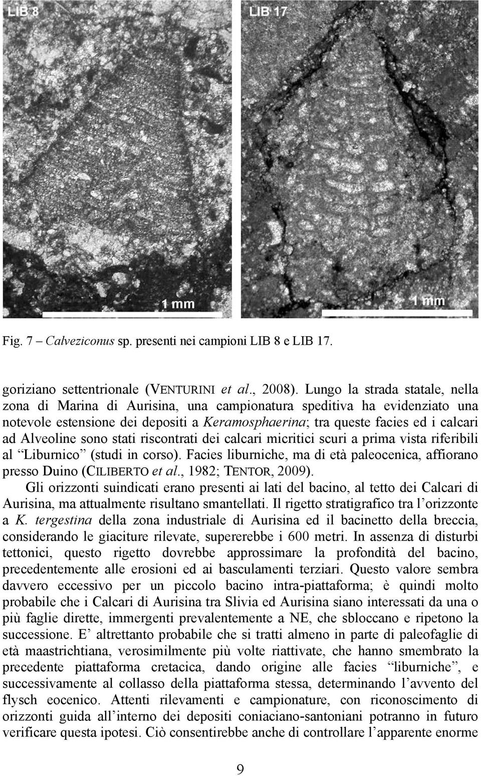 Alveoline sono stati riscontrati dei calcari micritici scuri a prima vista riferibili al Liburnico (studi in corso). Facies liburniche, ma di età paleocenica, affiorano presso Duino (CILIBERTO et al.