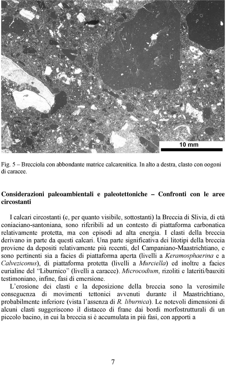 riferibili ad un contesto di piattaforma carbonatica relativamente protetta, ma con episodi ad alta energia. I clasti della breccia derivano in parte da questi calcari.