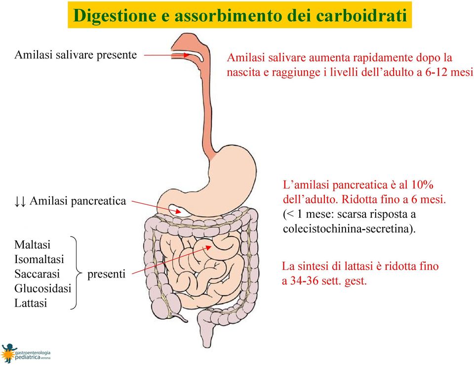 Saccarasi presenti Glucosidasi Lattasi L amilasi pancreatica è al 10% dell adulto. Ridotta fino a 6 mesi.