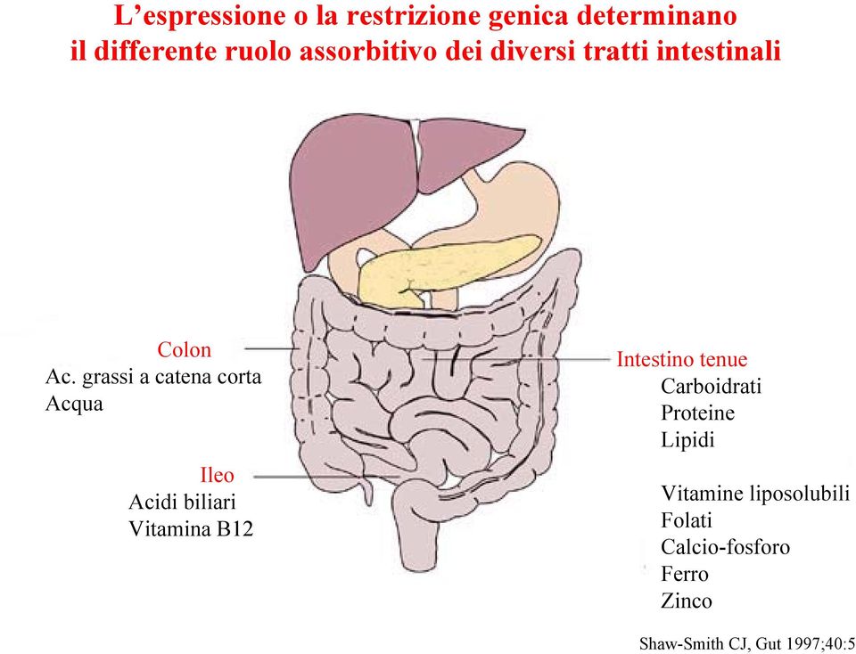 grassi a catena corta Acqua Ileo Acidi biliari Vitamina B12 Intestino tenue