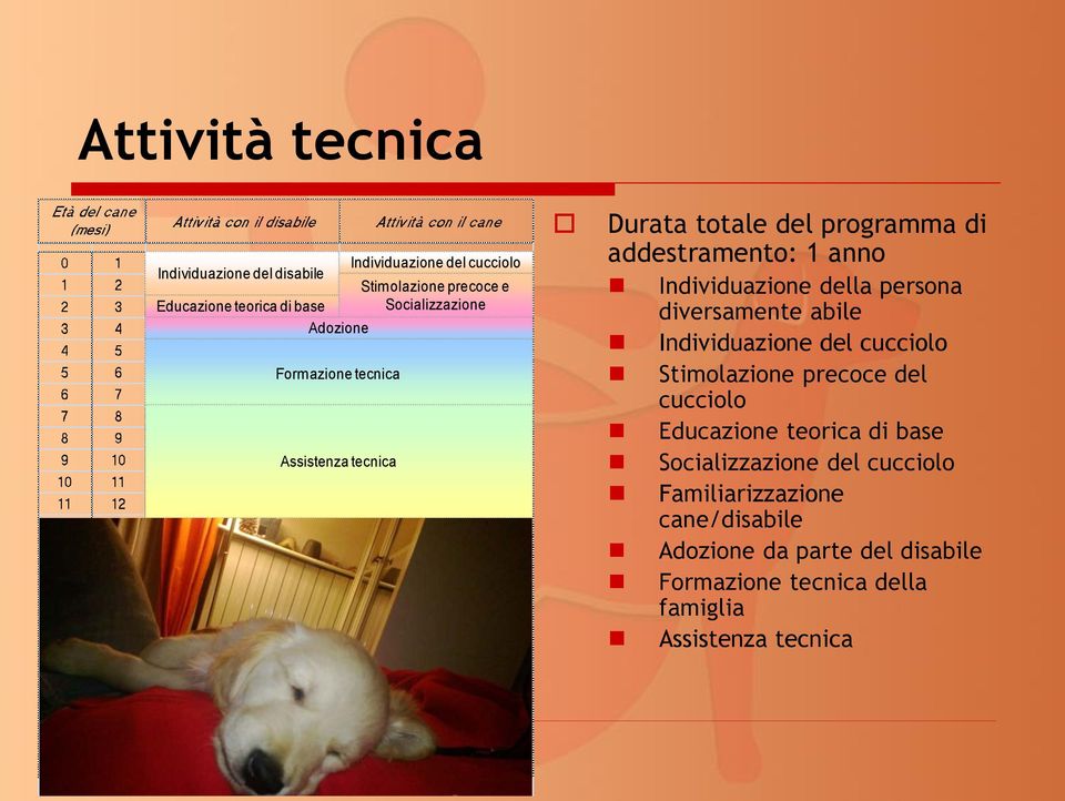Individuazione della persona diversamente abile Individuazione del cucciolo Stimolazione precoce del cucciolo Educazione teorica