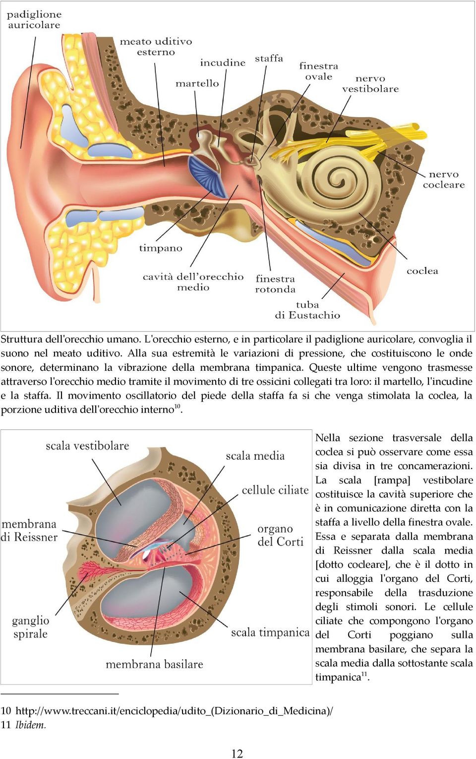 Queste ultime vengono trasmesse attraverso l'orecchio medio tramite il movimento di tre ossicini collegati tra loro: il martello, l'incudine e la staffa.