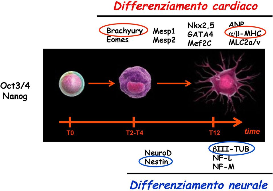 MLC2a/v Oct3/4 Nanog T0 T2-T4 T12 time NeuroD