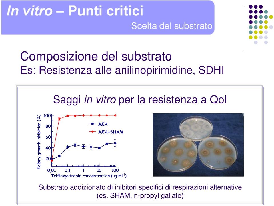 MEA+SHAM 0,01 0,1 1 10 100 Trifloxystrobin concentration (μg ml -1 ) Substrato