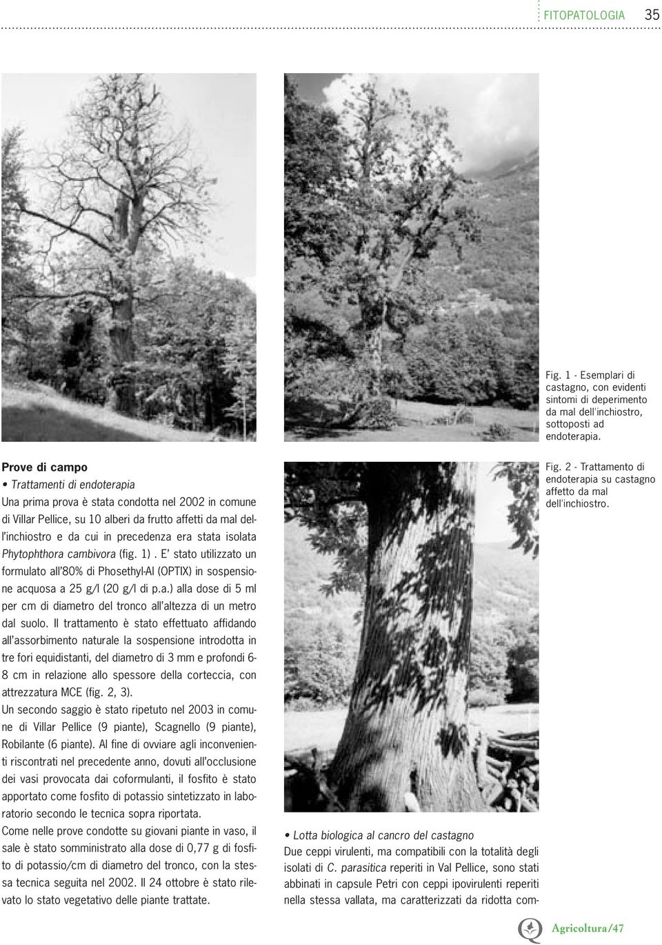 isolata Phytophthora cambivora (fig. 1). E stato utilizzato un formulato all 80% di Phosethyl-Al (OPTIX) in sospensione acquosa a 25 g/l (20 g/l di p.a.) alla dose di 5 ml per cm di diametro del tronco all altezza di un metro dal suolo.