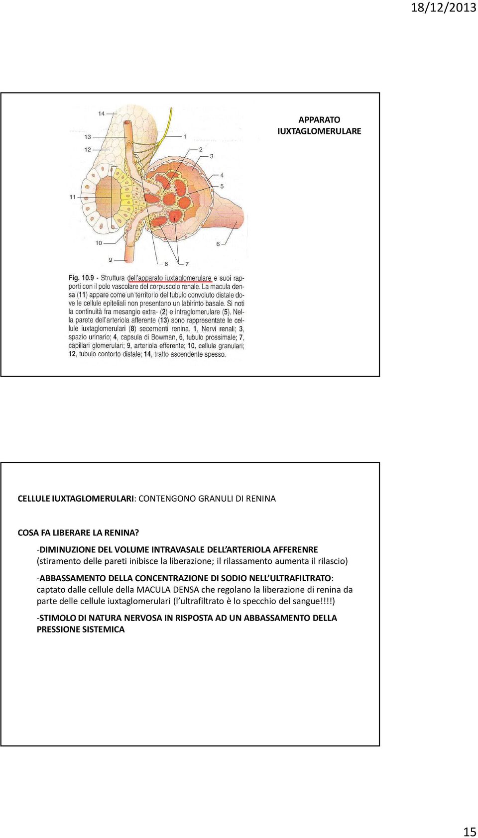 rilascio) -ABBASSAMENTO DELLA CONCENTRAZIONE DI SODIO NELL ULTRAFILTRATO: captato dalle cellule della MACULA DENSA che regolano la liberazione