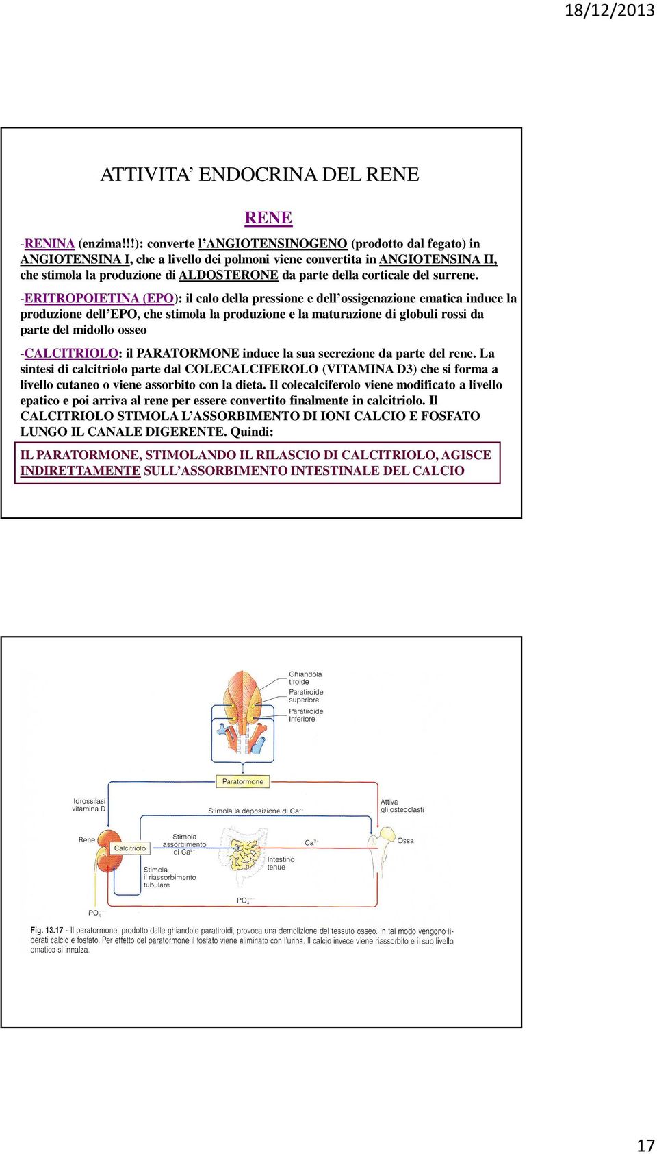 corticale del surrene.