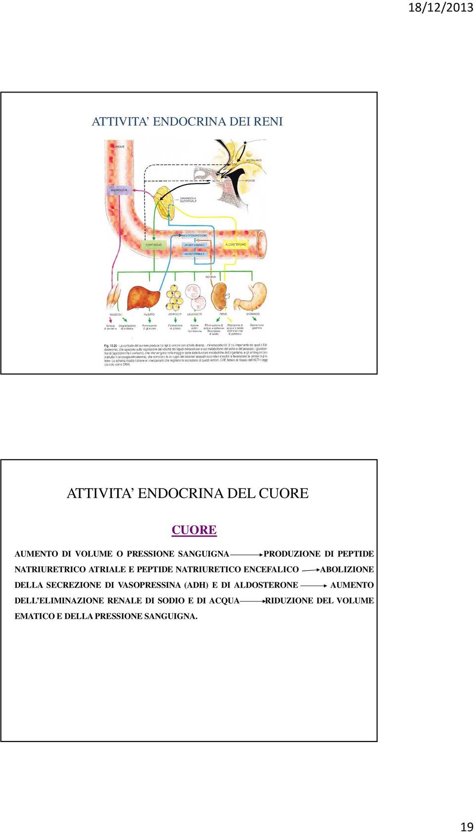 ENCEFALICO ABOLIZIONE DELLA SECREZIONE DI VASOPRESSINA (ADH) E DI ALDOSTERONE AUMENTO DELL