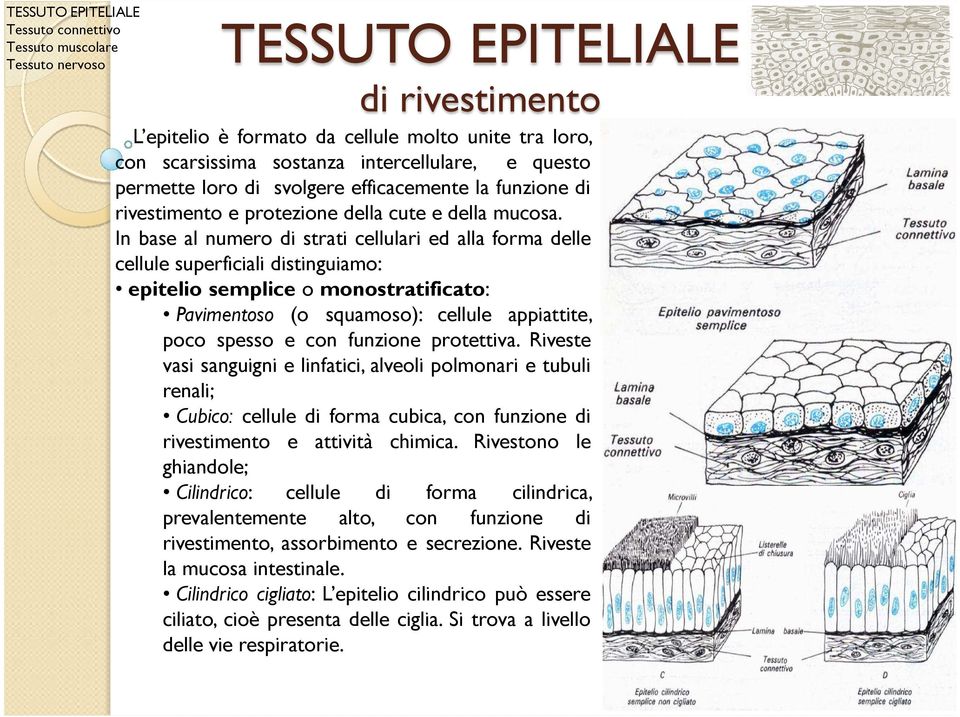 In base al numero di strati cellulari ed alla forma delle cellule superficiali distinguiamo: epitelio semplice o monostratificato: Pavimentoso (o squamoso): cellule appiattite, poco spesso e con