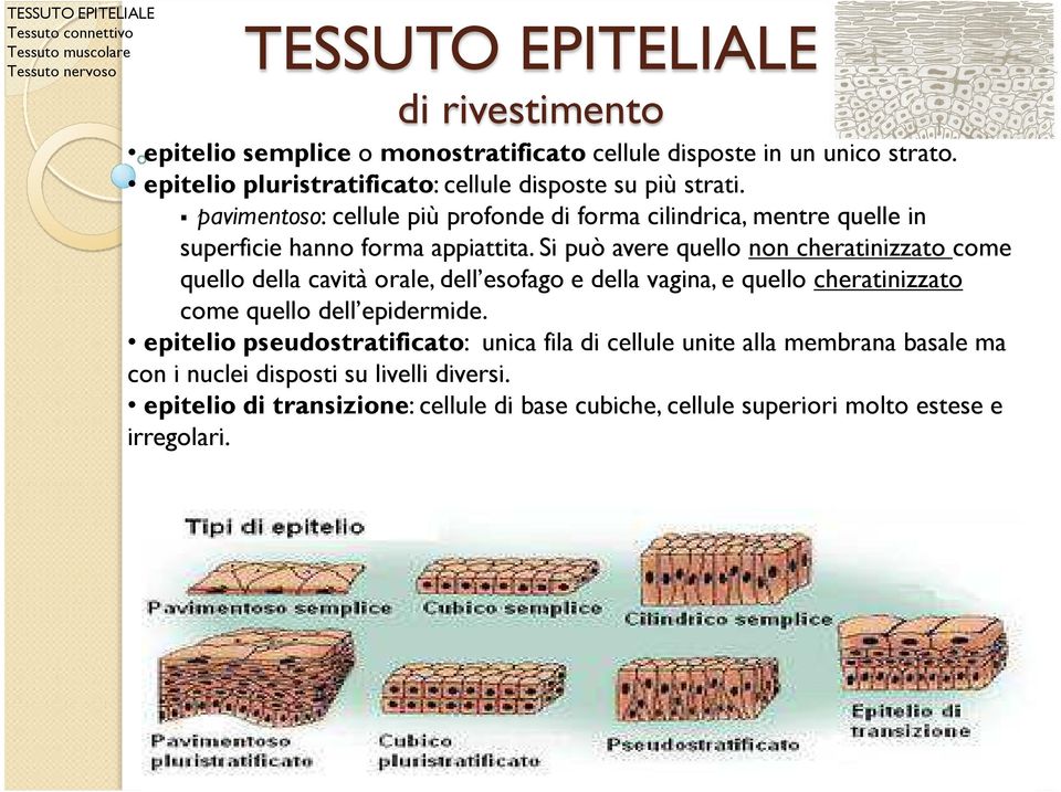 Si può avere quello non cheratinizzato come quello della cavità orale, dell esofago e della vagina, e quello cheratinizzato come quello dell epidermide.