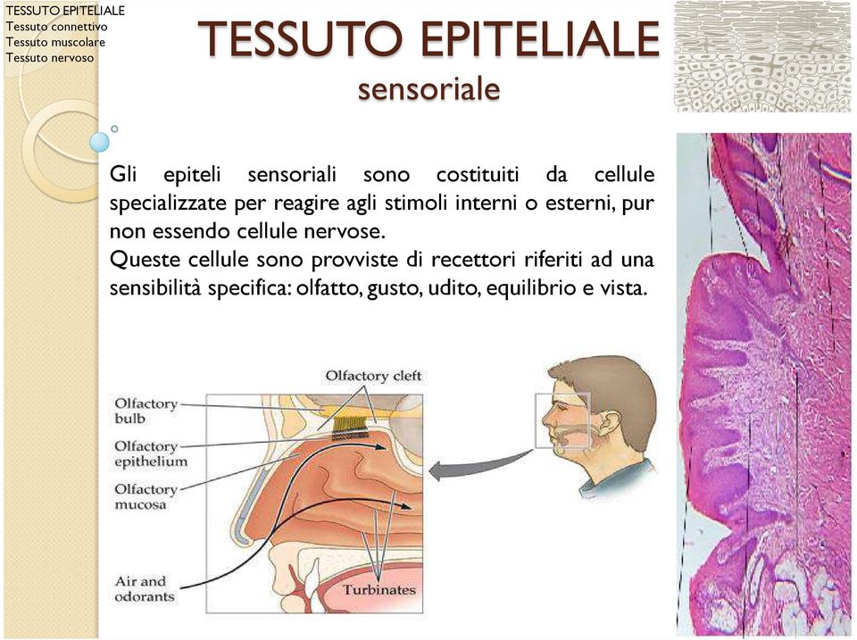 essendo cellule nervose.