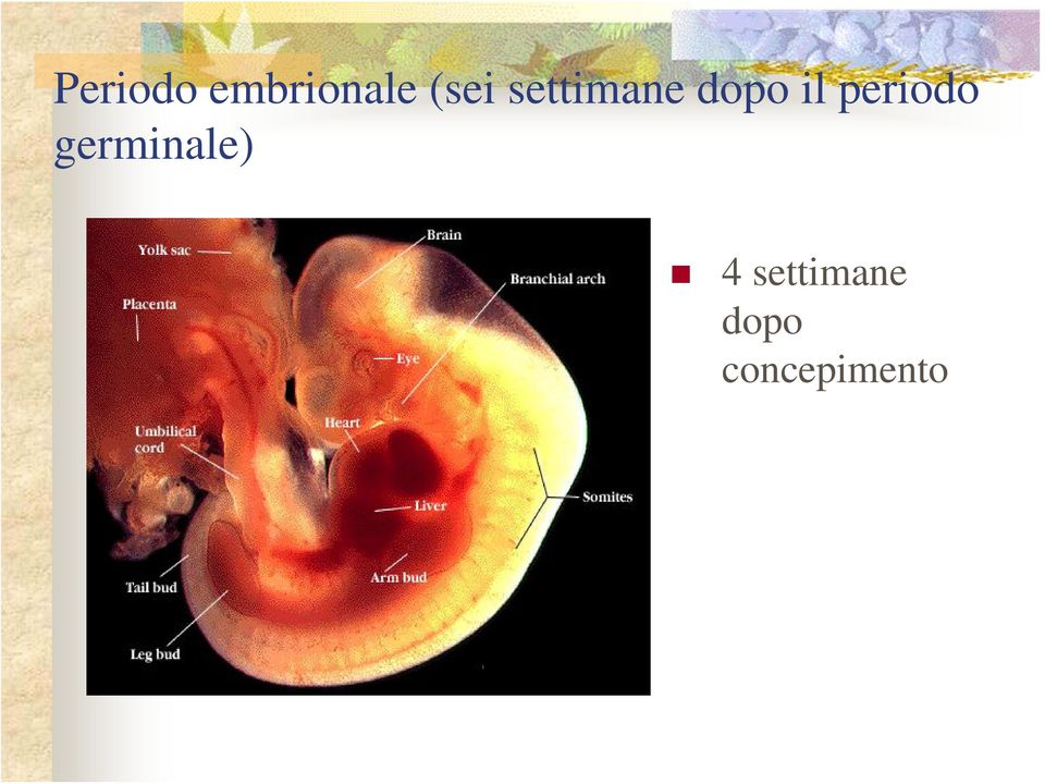 periodo germinale) 4