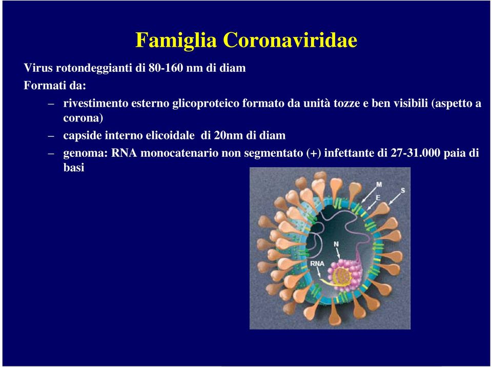 visibili (aspetto a corona) capside interno elicoidale di 20nm di diam