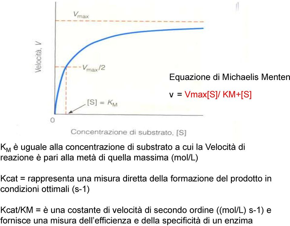 diretta della formazione del prodotto in condizioni ottimali (s-1) Kcat/KM = è una costante di