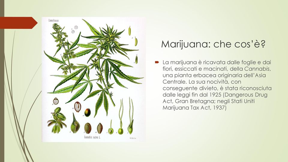Cannabis, una pianta erbacea originaria dell Asia Centrale.