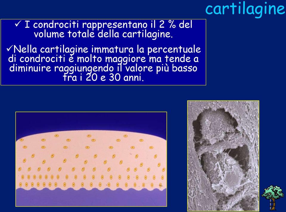 Nella cartilagine immatura la percentuale di condrociti è