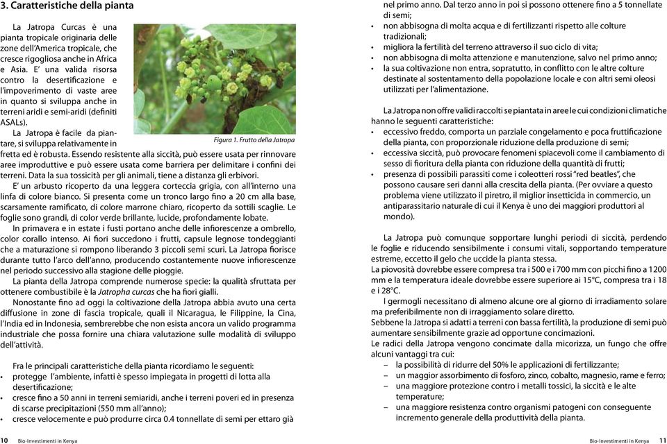 La Jatropa è facile da piantare, si sviluppa relativamente in Figura 1. Frutto della Jatropa fretta ed è robusta.