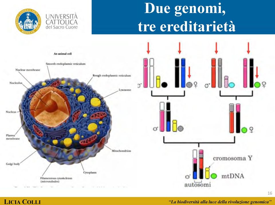 ereditarietà