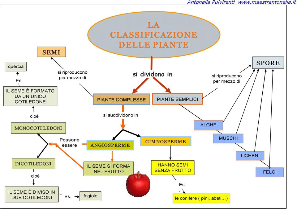 COTILEDONE COMPLESSE SEMPLICI cioè si suddividono in MONOCOTI LEDONI ALGHE Possono essere ANGIOSPERME