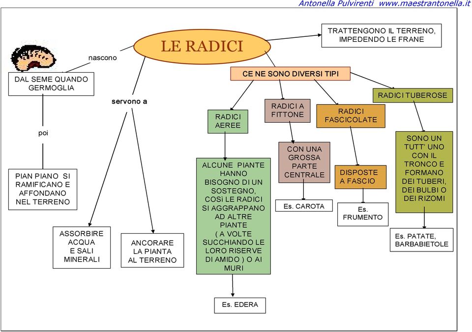 VOLTE SUCCHIANDO LE LORO RISERVE DI AMIDO ) O AI MURI CE NE SONO DIVERSI TIPI RADICI A FITTONE CON UNA GROSSA PARTE CENTRALE Es.