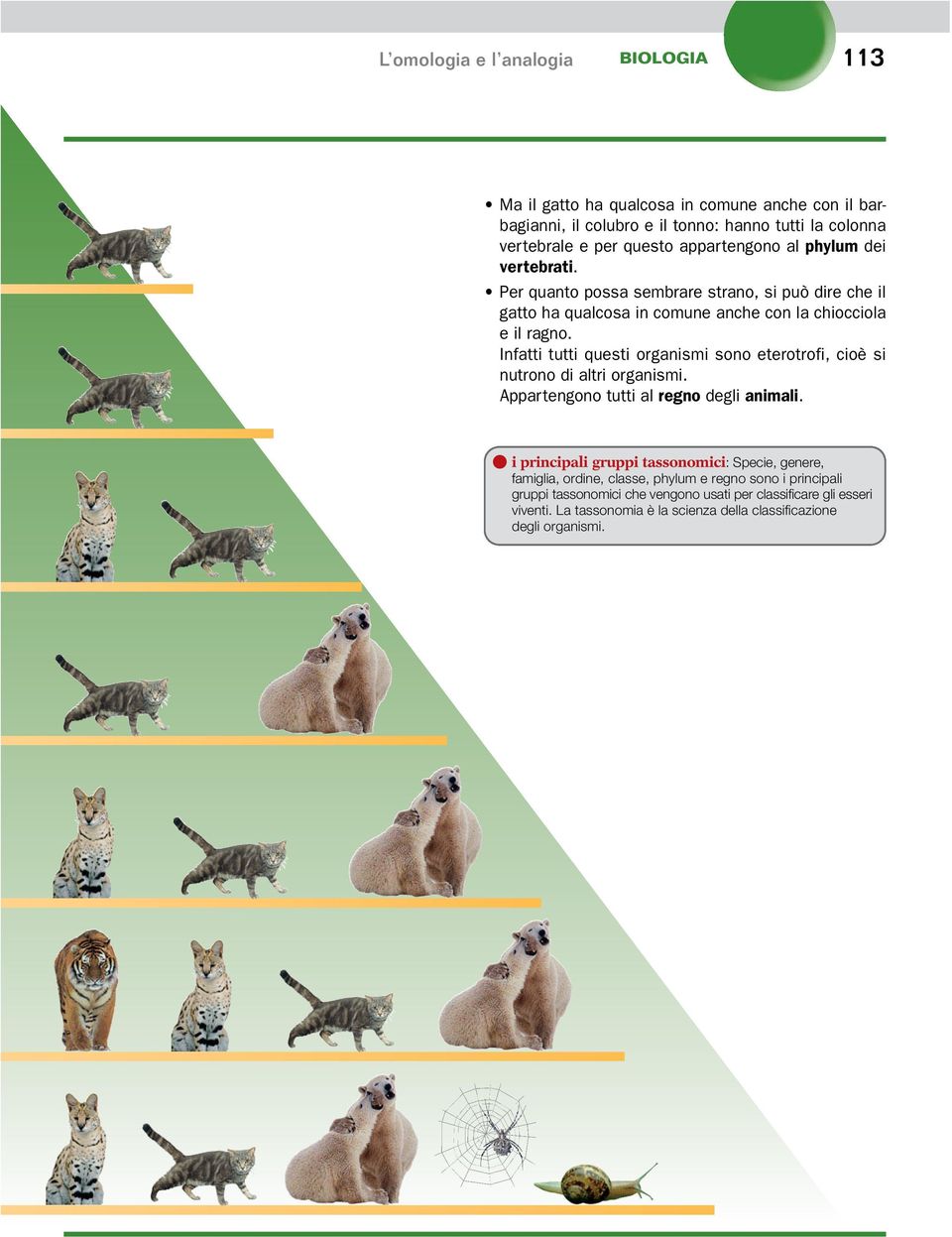 Infatti tutti questi organismi sono eterotrofi, cioè si nutrono di altri organismi. Appartengono tutti al regno degli animali.